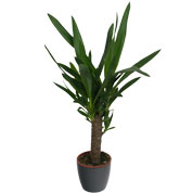 Yuca 1 Tronco + Cachep Antracite